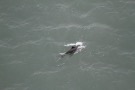 Missing Picture